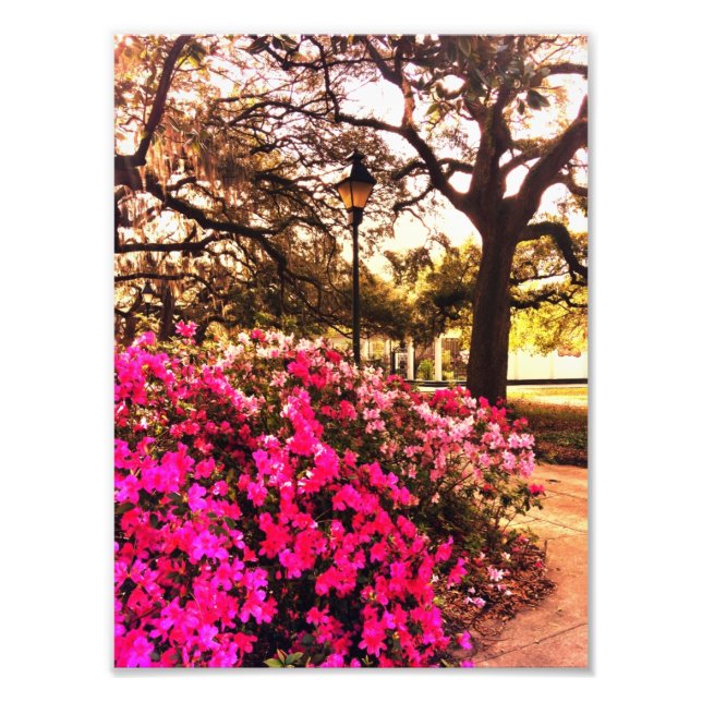 Impression Photo Azaleas Dans Le Parc Forsyth (Devant)