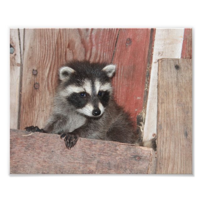 Impression Photo Baby Raccoon trouvé dans la grange (Devant)