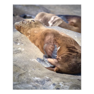 Impression Photo Baby Sea Lion
