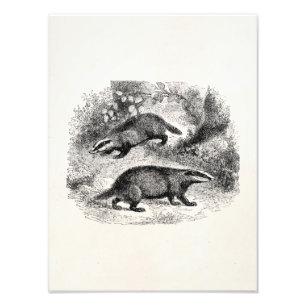 Impression Photo Badger vintage 1800s Badgers Illustration