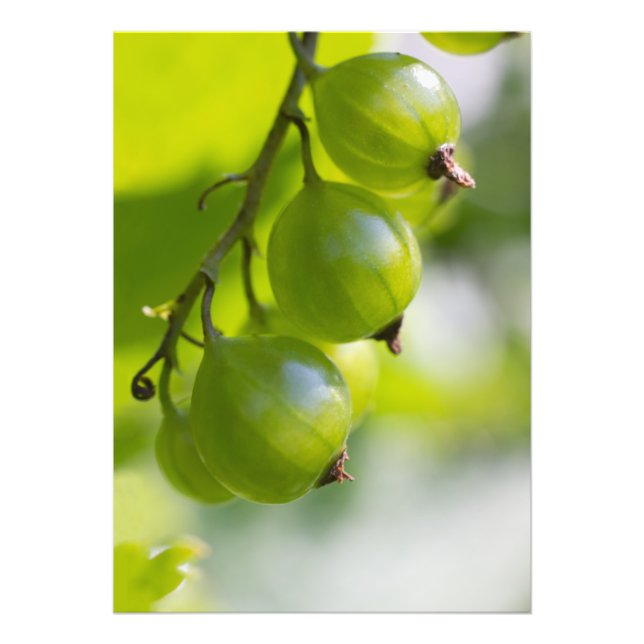 Impression Photo Baies de Gooseberries vertes Réveillez-vous CC0306 (Devant)