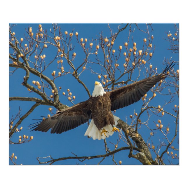 Impression Photo Bald Eagle au-dessus (Devant)