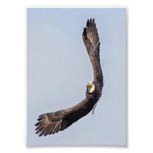 Impression Photo Bald Eagle Sky Carving