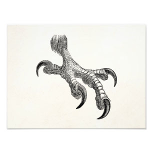 Impression Photo Bald vintage Eagle Claw Oiseaux Personnalisés