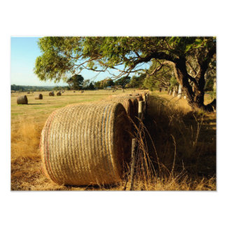Impression Photo Balles de foin sur les terres agricoles