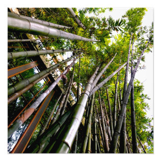 Impression Photo Bambou
