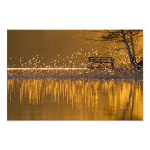 Impression Photo Banc solitaire au bord du lac à la lumière dorée