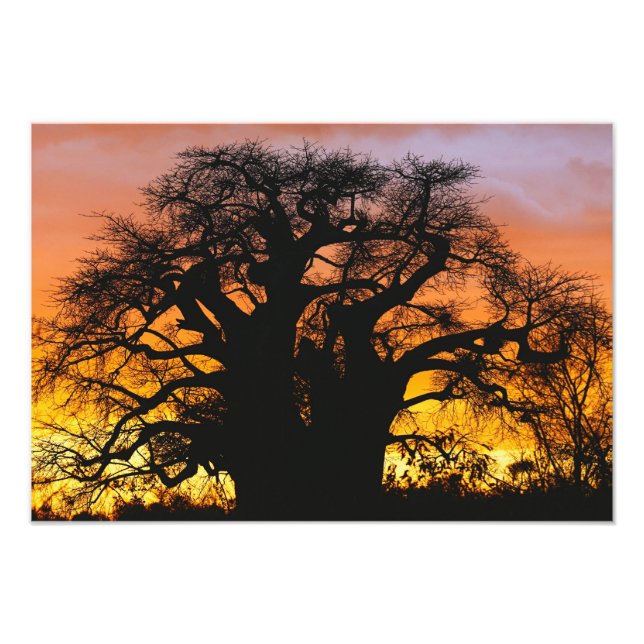 Impression Photo baobab africain, Adansonia digitata, (Devant)