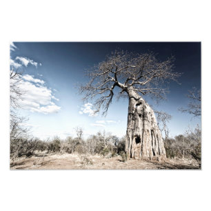 Impression Photo Baobab dans le parc national des piscines de Mana,