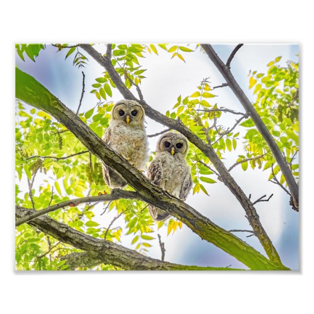 Impression Photo Barred Owley (Devant)