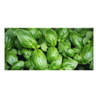 Basil Herb
