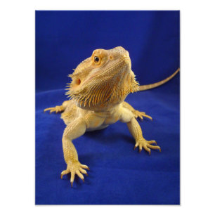 Impression Photo Bearded Dragon on Blue