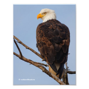 Impression Photo Beau aigle à tête blanche dans un arbre