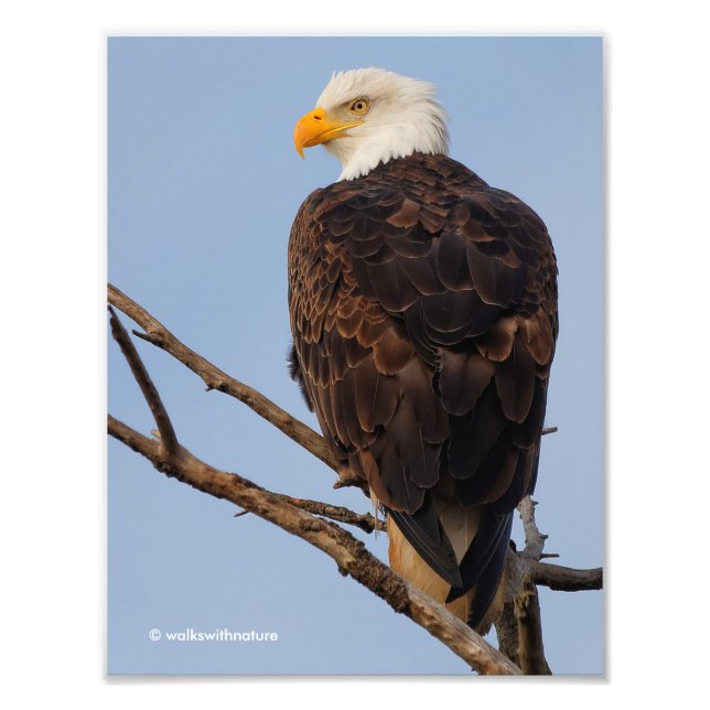Impression Photo Beau aigle à tête blanche dans un arbre (Devant)