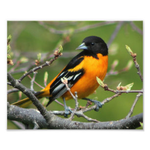Impression Photo Beau Baltimore Oriole