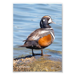 Impression Photo Beau canard arlequin sur le rocher