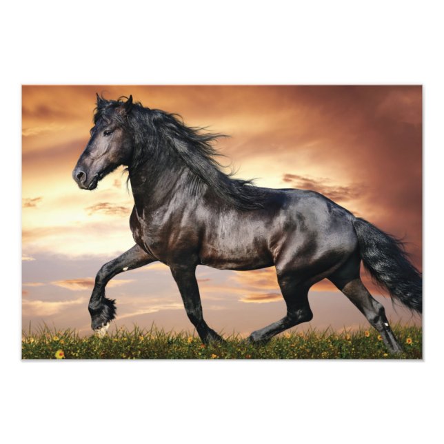 Impression Photo Beau Cheval Noir (Devant)