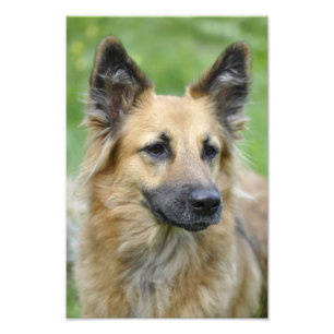 Impression Photo Beau chien