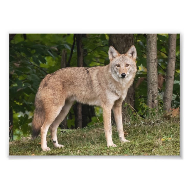 Impression Photo Beau Coyote (Devant)