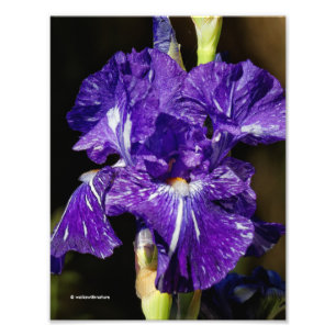 Impression Photo Beau Iris à poils violets dans le soleil de l'aprè