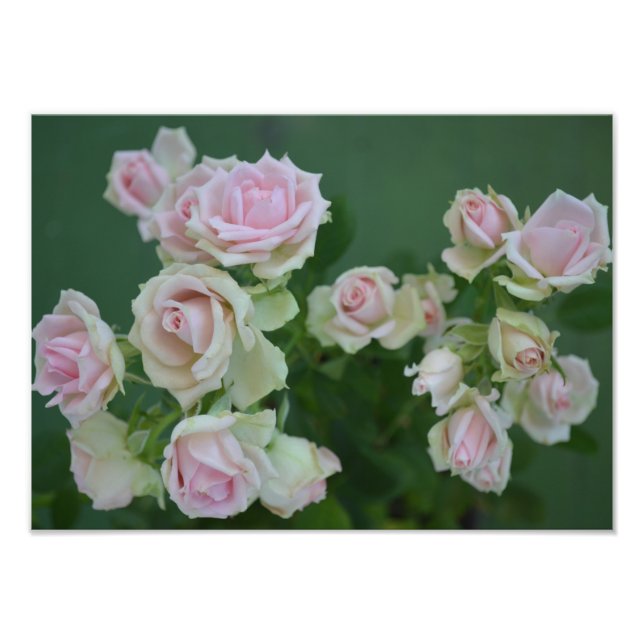 Impression Photo Beau jardin rose clair roses (Devant)
