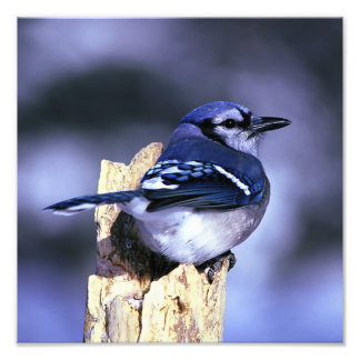 Impression Photo Beau Jay bleu