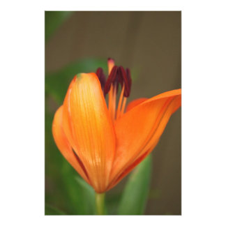 Impression Photo Beau lis de tigre doré à moitié floraison