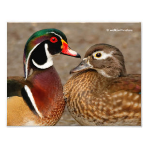Impression Photo Beau moment de contact entre des canards en bois