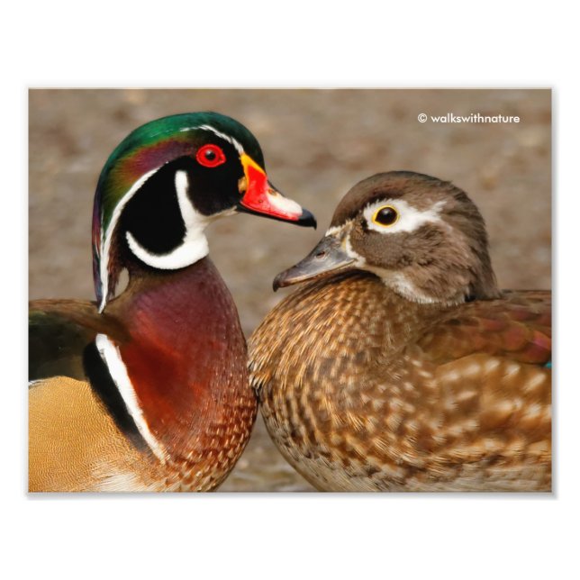 Impression Photo Beau moment de contact entre des canards en bois (Devant)