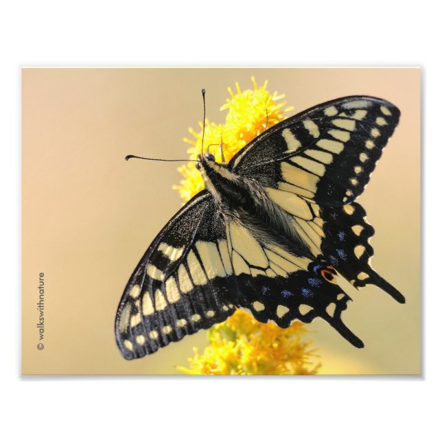 Impression Photo Beau papillon anis Swallowtail au soleil (Devant)
