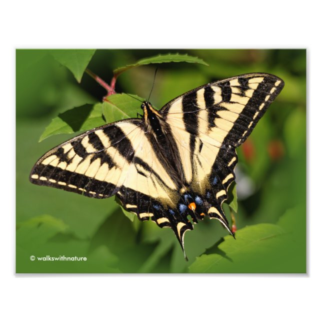 Impression Photo Beau papillon de l'Ouest de Tigre Swallowtail (Devant)