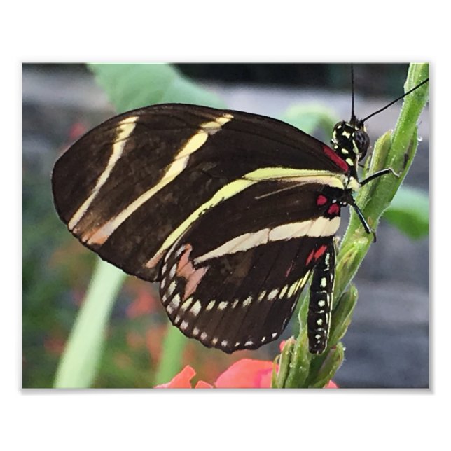 Impression Photo Beau Papillon noir avec rayures jaunes (Devant)