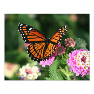 Impression Photo Beau papillon sur Lantana Flower