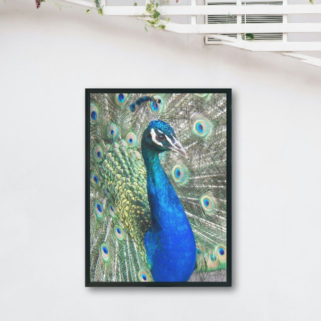 Impression Photo Beau Peacock bleu (In Situ Framed)