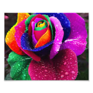 Impression Photo Beau Rose arc-en-ciel coloré