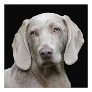 Impression Photo Beau Weimaraner chasse chien