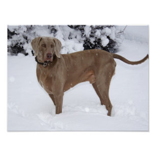 Impression Photo Beau Weimaraner dans la neige