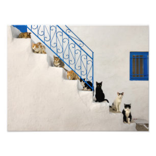 Impression Photo Beaucoup de chats sur un escalier blanc dans un vi