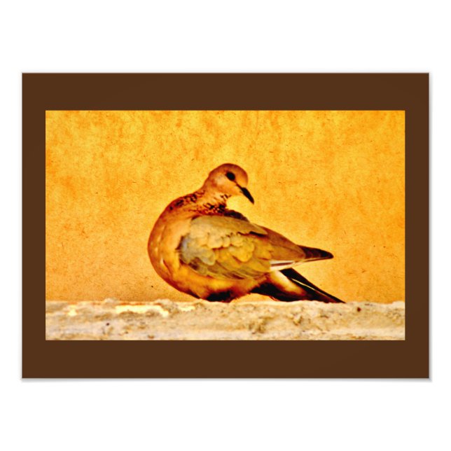 Impression Photo Beauté de la colombe (Devant)