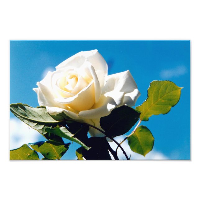 Impression Photo Beauté de Rose blanche (Devant)