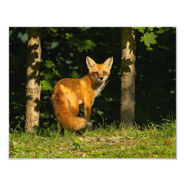 Impression Photo Beauté Red Fox (Devant)