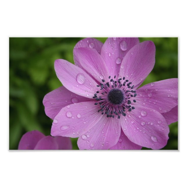 Impression Photo Beauté violette (Devant)