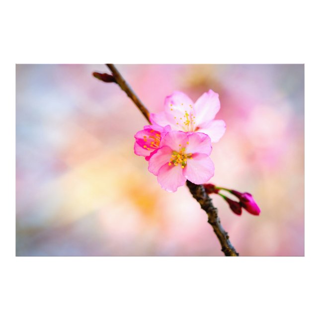 Impression Photo Beautiful Sakura Cherry (Devant)