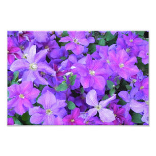 Impression Photo Beautiful Violet Clematis