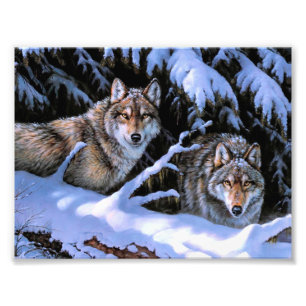 Impression Photo Beaux tableaux de deux loups
