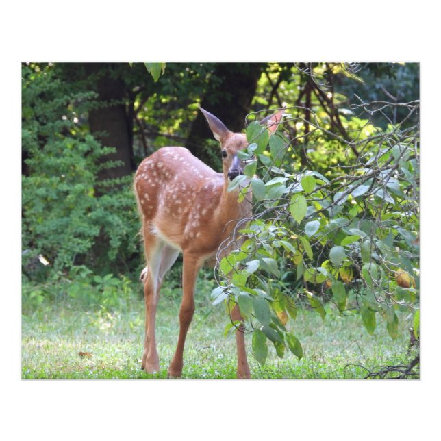 Impression Photo Bébé Blanc Quincé Cerf Fawn (Devant)