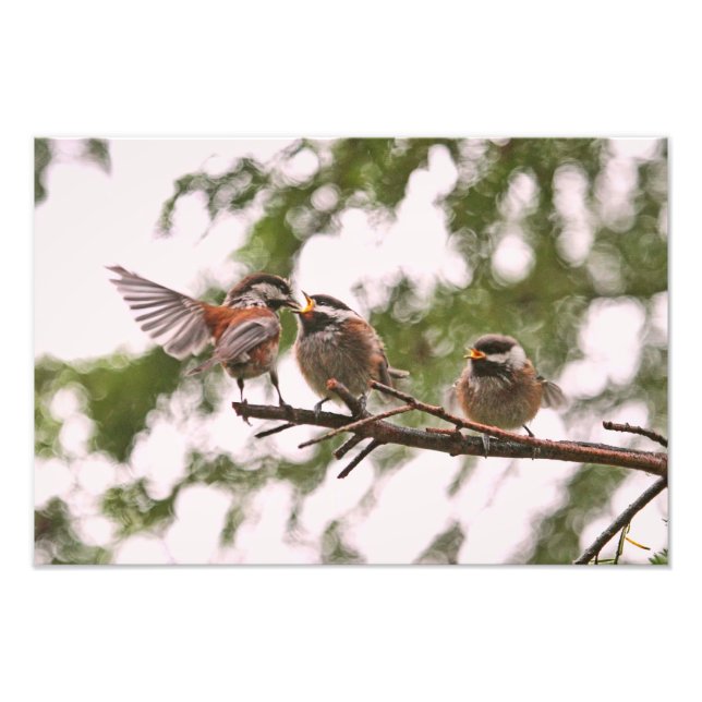 Impression Photo Bébé chickadees et mère oiseau (Devant)