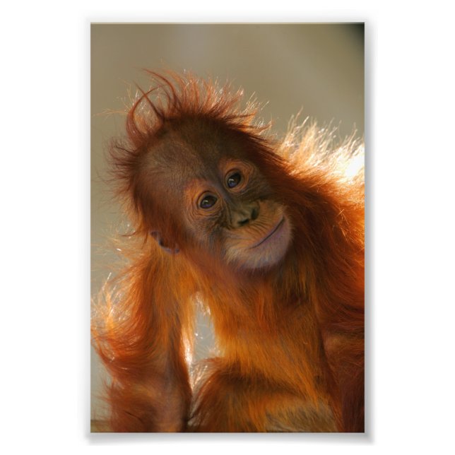 Impression Photo Bébé mignon Orangutan (Devant)