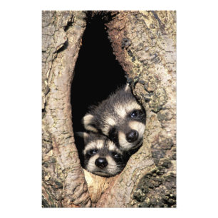 Impression Photo Bébés ratons laveurs dans la cavité d'un arbre Pro