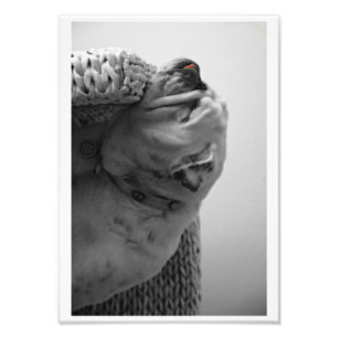 Impression Photo Bed & Breakfast Colorated Bulldog Tête de repos